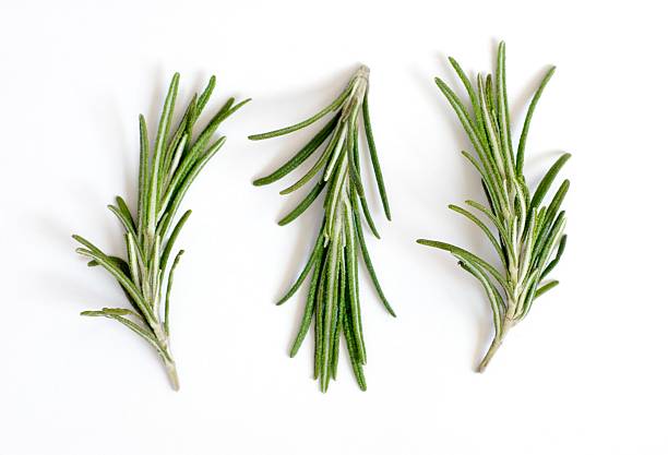 rosmarino fresco (rosmarinus officinalis) su bianco - rosmarino foto e immagini stock