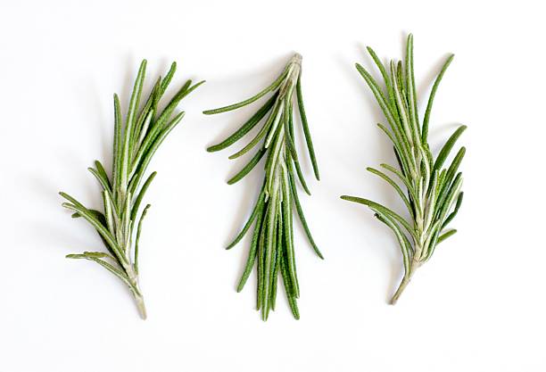 Fresh rosemary sprigs or Rosmarinus officinalis on white This Picture is made in my Daylight Studio. twig stock pictures, royalty-free photos & images