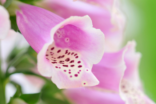 Purple foxgloves