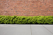 Brick wall with hedge shrubs as background or backdrop