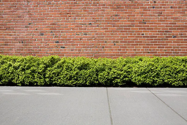 Photo of Brick wall with hedge shrubs as background or backdrop