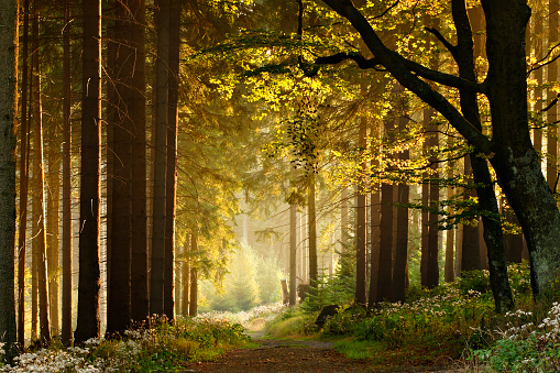 Camino a través de bosques encantados de otoño photo