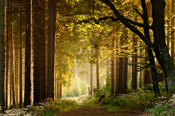 caminho através da floresta de outono enchanted - fairy forest fairy tale mist imagens e fotografias de stock