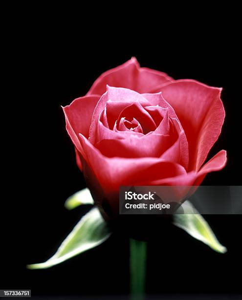 Rosa Vermelha - Fotografias de stock e mais imagens de Amor - Amor, Aniversário especial, Botão - Estágio de flora