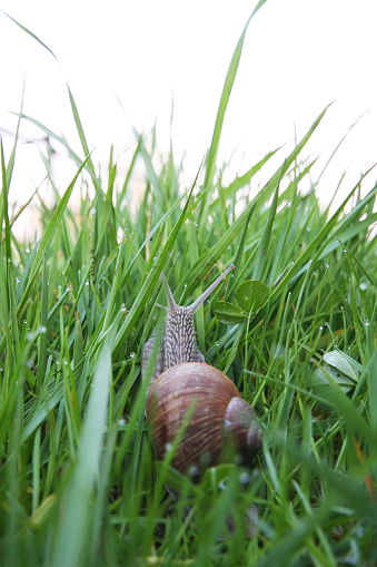 A macro shot of an abandonned and empty snail house in the forest