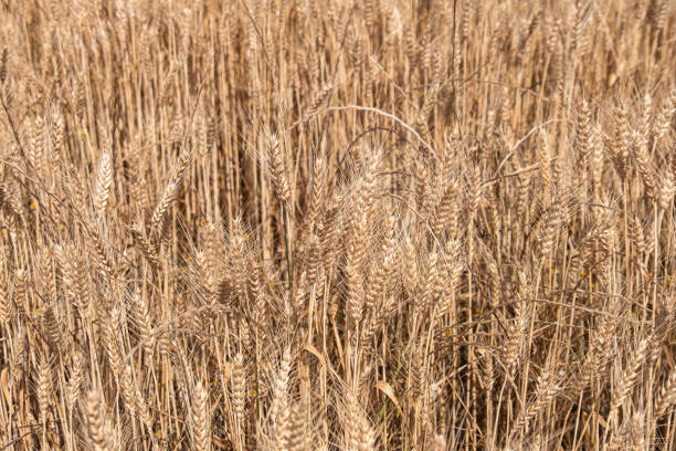 ripe ears in the wheat field. harvest time.