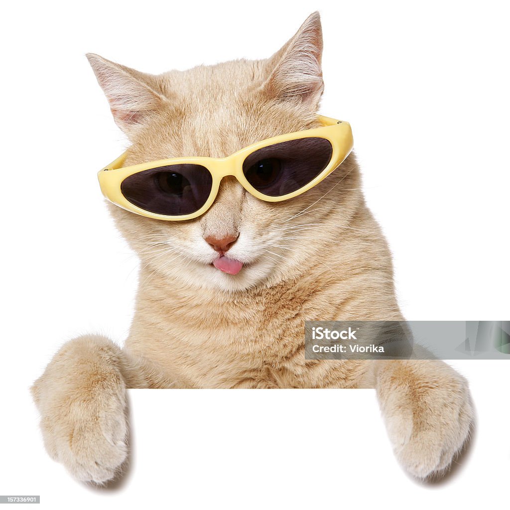 Funny Cat Stock Photo - Download Image Now - Domestic Cat, Bizarre ...
