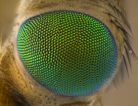 robberfly head with waterdrop. taken with macro photography.