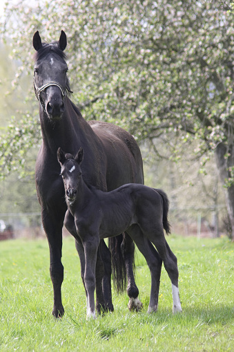 five day old stallion with his mother on a horsefield