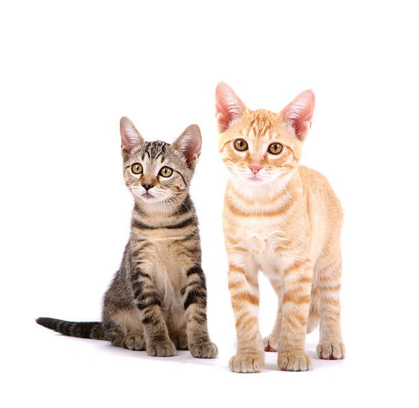 gattini - kitten domestic cat isolated tabby foto e immagini stock
