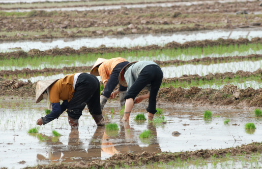 Female workers are planting fresh rice on a field in Northern Vietnam.