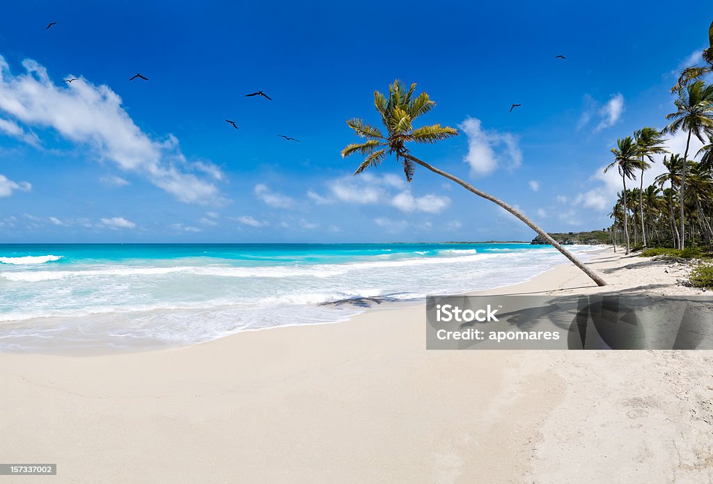Praia de areia branca Tropical Virgem-enorme imagem - Royalty-free Palmeira Foto de stock