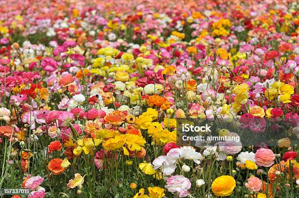 색상화 라눈큘러스 꽃을 꽃송이 계절에 대한 스톡 사진 및 기타 이미지 - 계절, 꽃 나무, 꽃-식물