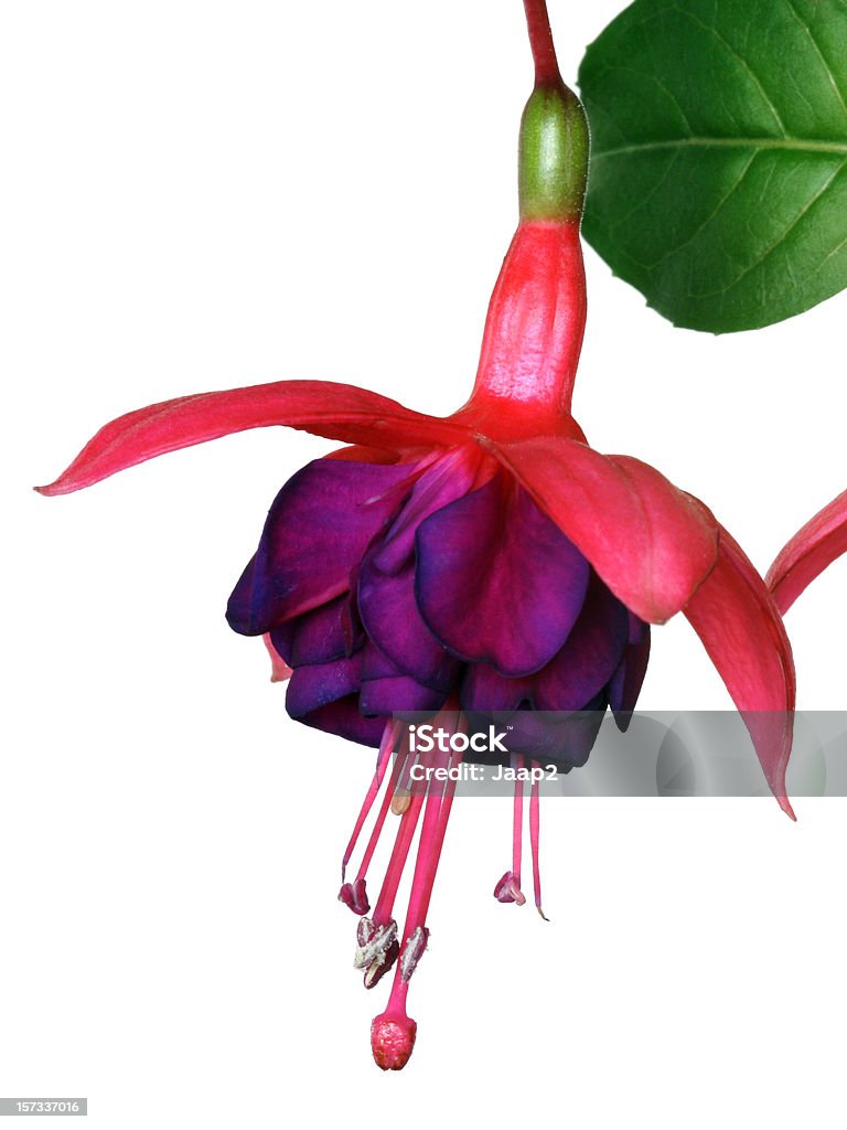 Seitenansicht eines fuchsia Blüte, isoliert auf weiss - Lizenzfrei Fuchsie Stock-Foto