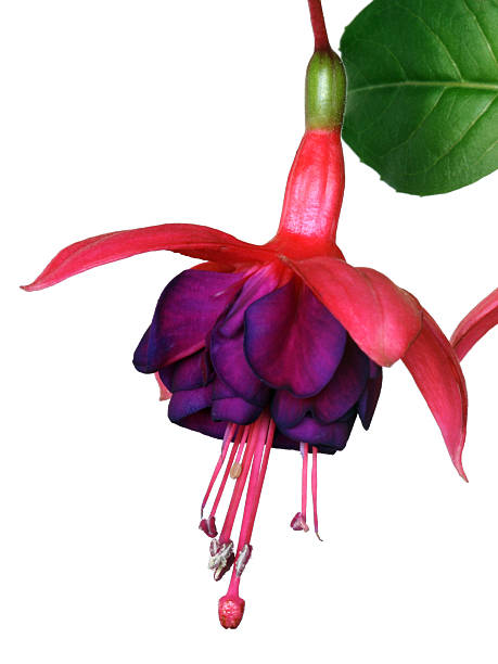 Close up of a pink fuchsia in bloom