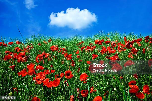 Mak Pola - zdjęcia stockowe i więcej obrazów Chmura - Chmura, Czerwony, Dziki kwiat