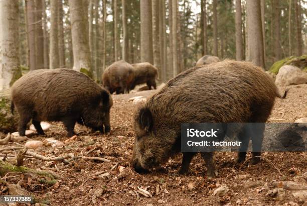 Photo libre de droit de Sanglier banque d'images et plus d'images libres de droit de Sanglier - Sanglier, Groupe d'animaux, Forêt