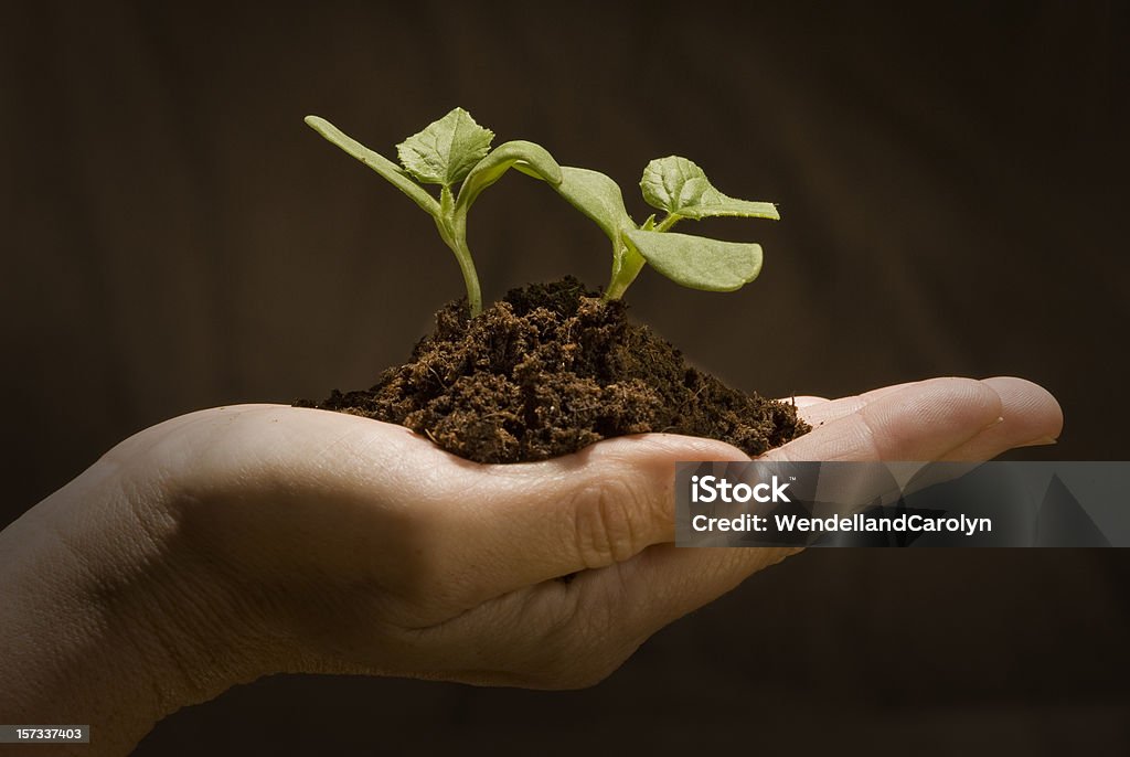 God's Creation Young cantaloupe plant.  As food prices climb, more people are turning to raising their own food. Beginnings Stock Photo