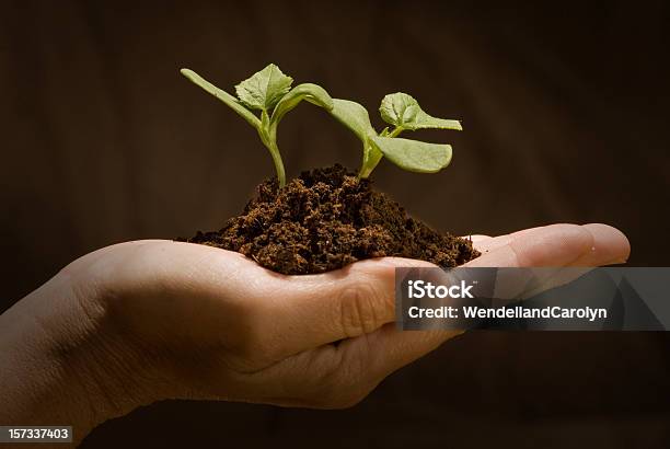 Gods Creation Stock Photo - Download Image Now - Beginnings, Botany, Bud