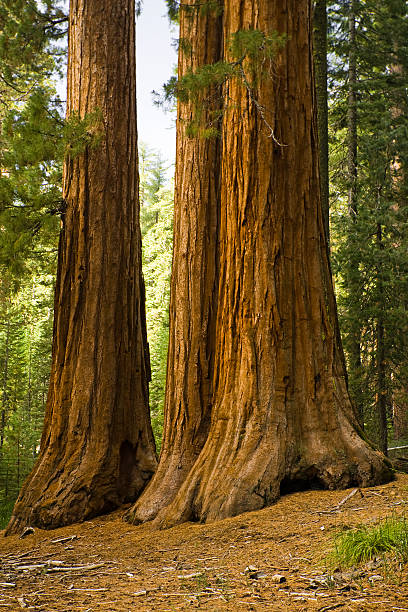 istock Giant trees reach the sky 157337411