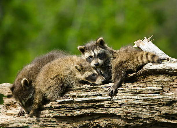 istock Shy baby raccoons. 157337427