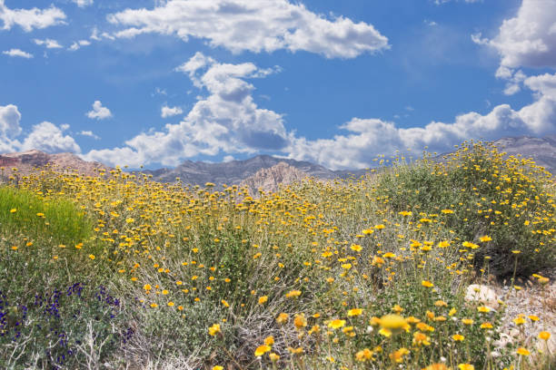 istock Wildflowers at Red Rock 157337445