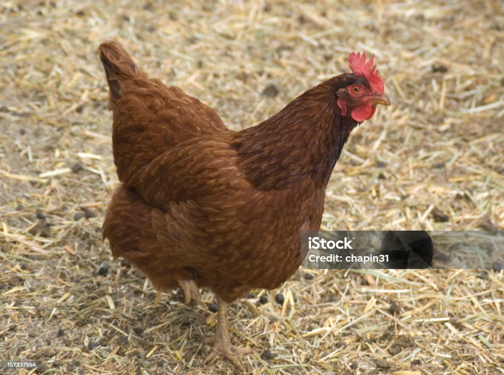New Hampshire rojo pollo Hen - Foto de stock de Gallina - Ave de corral libre de derechos