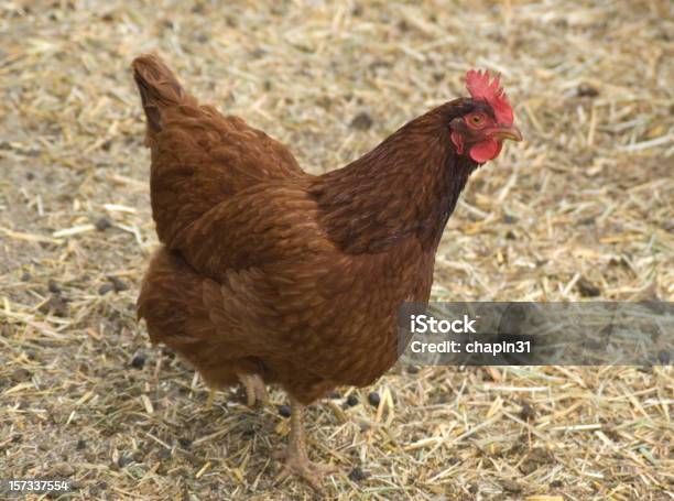 New Hampshire Rojo Pollo Hen Foto de stock y más banco de imágenes de Gallina - Ave de corral - Gallina - Ave de corral, New Hampshire, Rojo