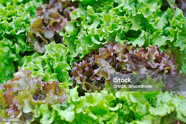Biosalat Im Farmers Market Stockfoto und mehr Bilder von Auslage - Auslage, Bauernmarkt, Bildhintergrund
