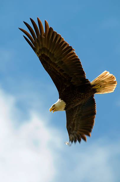 istock Bald Eagle Flying Free, Wings Spread; Leadership, Freedom, Strength 157338609