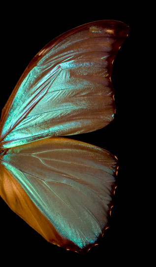 Close-up of one set of wings of a Blue Morpho Butterfly.