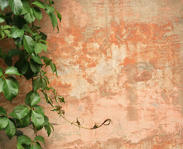 römischer wall hintergrund mit vine, rom, italien - roman italian culture wall textured stock-fotos und bilder