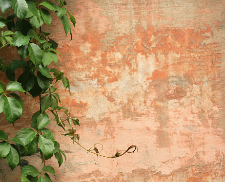 Roman wall background with vine, Rome Italy