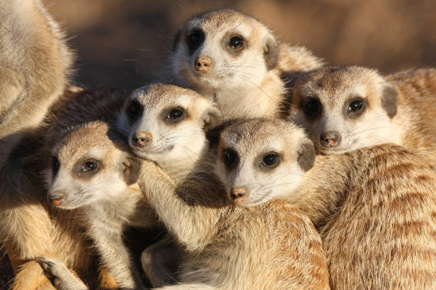 gruppe von meerkats - erdmännchen stock-fotos und bilder