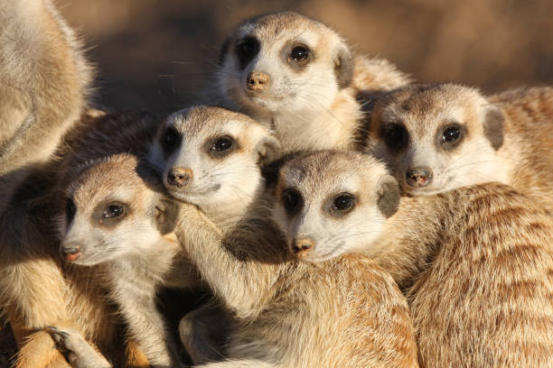 group of meerkats close-up of a group of meerkats (suricates) at late afternoon in the Kalahari, Namibia meerkat stock pictures, royalty-free photos & images