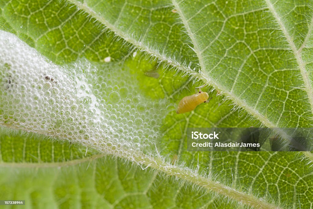 Spittle Bug A Spittle bug(frog hopper) emerging from its spit on a nettle leaf. Color Image Stock Photo