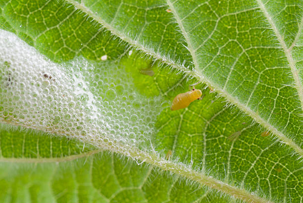 Antispitte Insect 130+ Spittle Insects Stock Photos, Pictures & Royalty-Free Images - iStock
