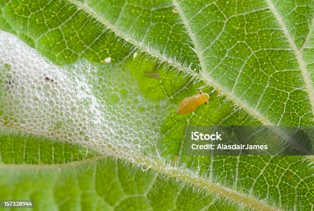 Spittle Bug Stock Photo - Download Image Now - Color Image, Horizontal, Insect