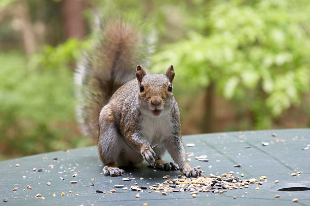 esquilo cinzento boca aberta - squirrel softness wildlife horizontal - fotografias e filmes do acervo