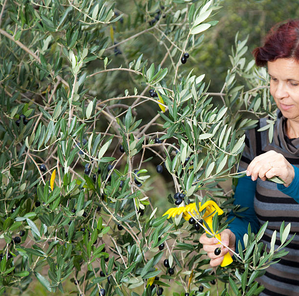 istock Cute woman collecting olives 157339074