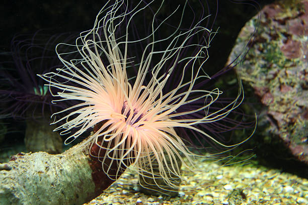 seeanemone - tentacled sea anemone stock-fotos und bilder