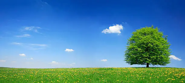 Photo of Lime Tree in Dandelion Meadow