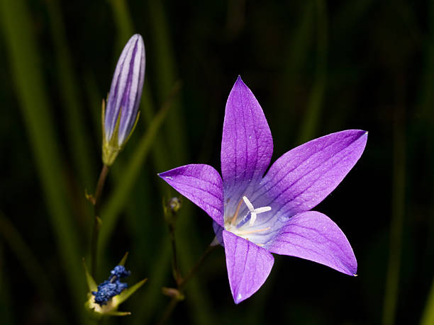 istock Wild flower. Bluebell. 157339181