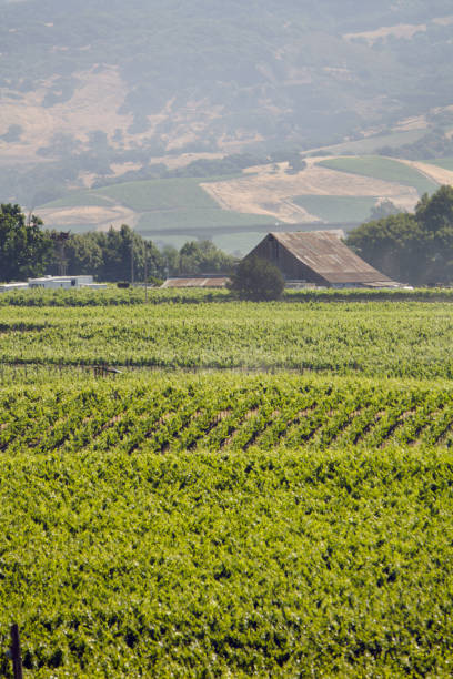 carneros-tal sommer - california napa valley vineyard farmhouse stock-fotos und bilder