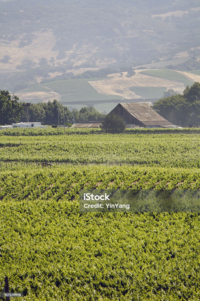 Carneros Valley Summer  California Stock Photo