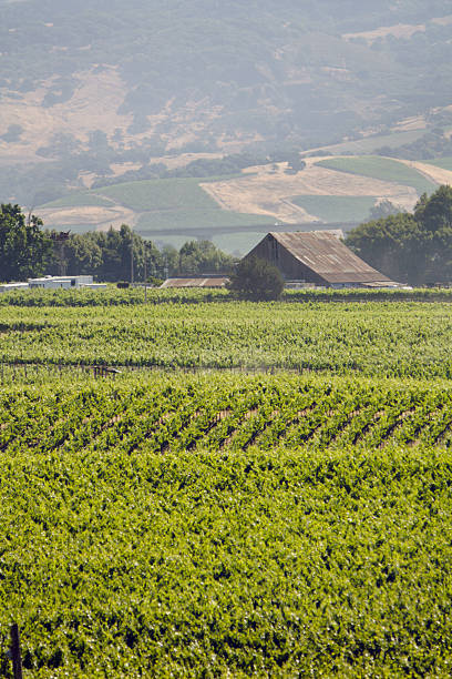 carneros valley lato - napa valley vineyard carneros valley northern california zdjęcia i obrazy z banku zdjęć