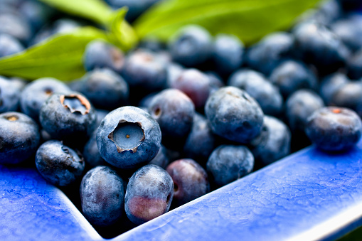 Fresh ripe blueberries in cute wooden basket on a grass under blueberry bush. Healthy organic food.