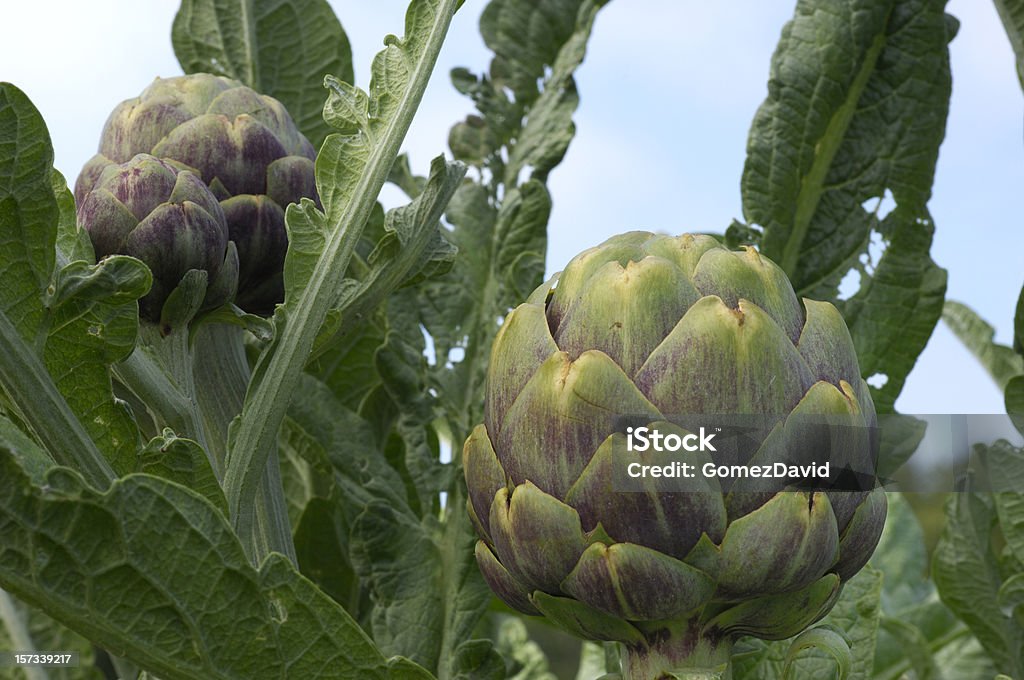 Nahaufnahme von violetten Artischocken Globen - Lizenzfrei Artischocke Stock-Foto