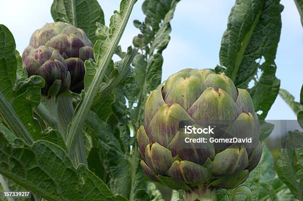 Closeup Of Purple Artichoke Globes Stock Photo - Download Image Now - Agricultural Field, Agriculture, Artichoke