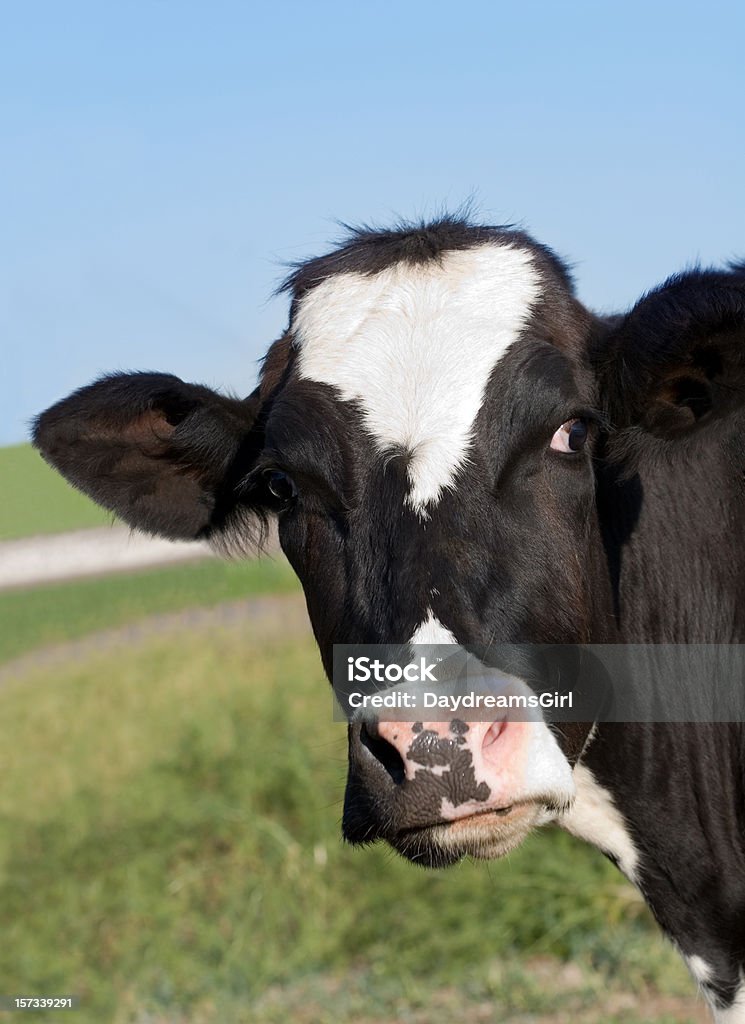 Vache frisonne - Photo de Portrait - Image libre de droits